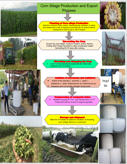 Corn Silage and Maize Silage