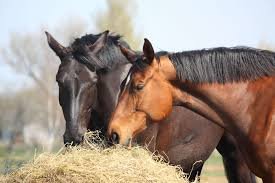 Rhodes-Grass-Hay-vs-Other-Horses-Hay