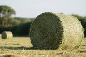 Rhodes-Grass-for-Sheep