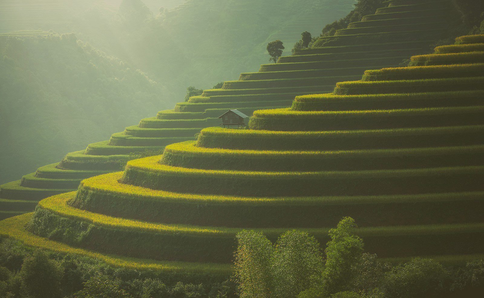 Korean Grass in Pakistan Saremco International