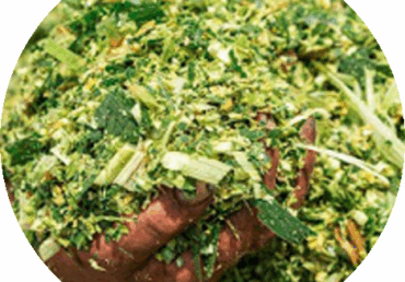 Corn Silage’s Potential and Production from Pakistan