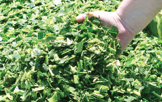 Corn silage for animals