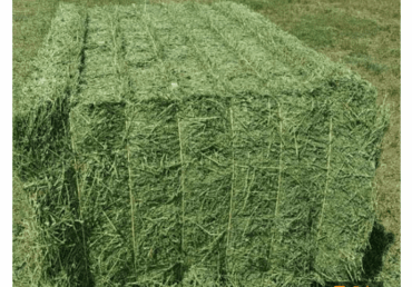Rhodes Grass Hay for Horses: A Complete Feeding Guide