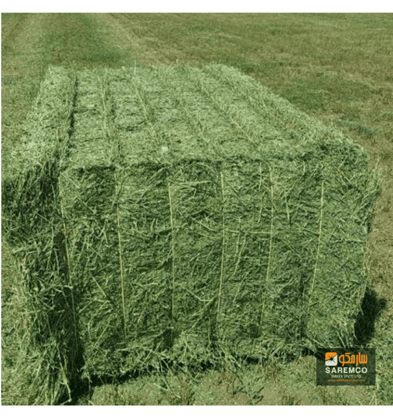 Rhodes Grass Hay for Horses: A Complete Feeding Guide