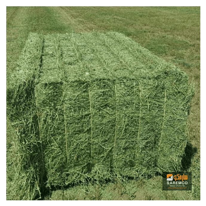 Rhodes Grass Hay2
