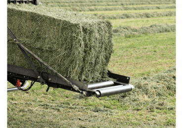 Rhodes Grass Hay for Sheep: A Cost-Effective and Healthy Solution