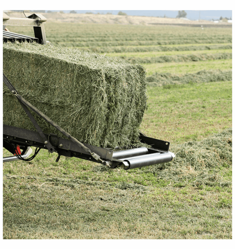 Rhodes Grass Hay for Sheep: A Cost-Effective and Healthy Solution