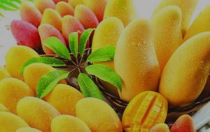 CULTIVATION OF MANGO AND ITS EXPORT IN PAKISTAN