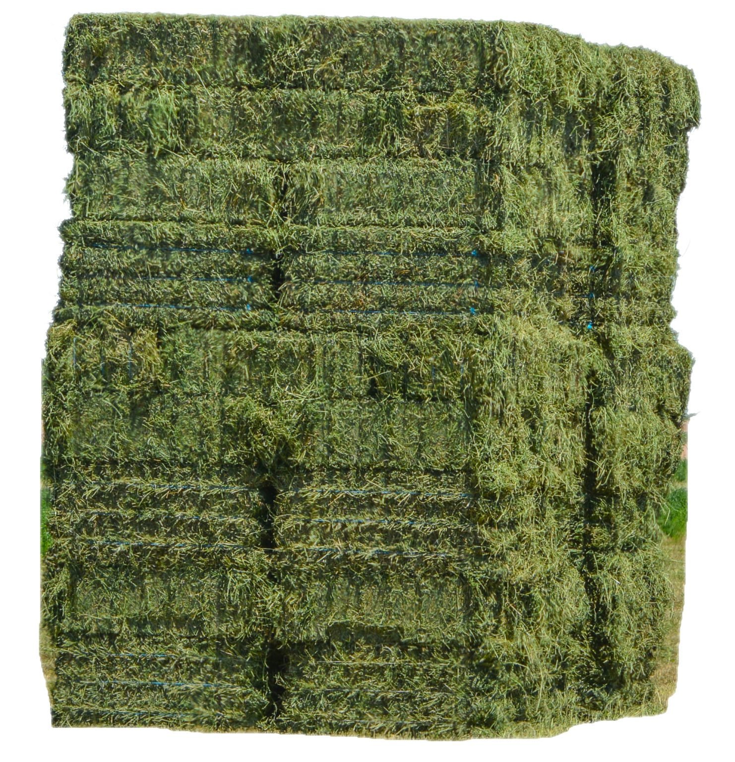 Alfalfa Hay Saremco International