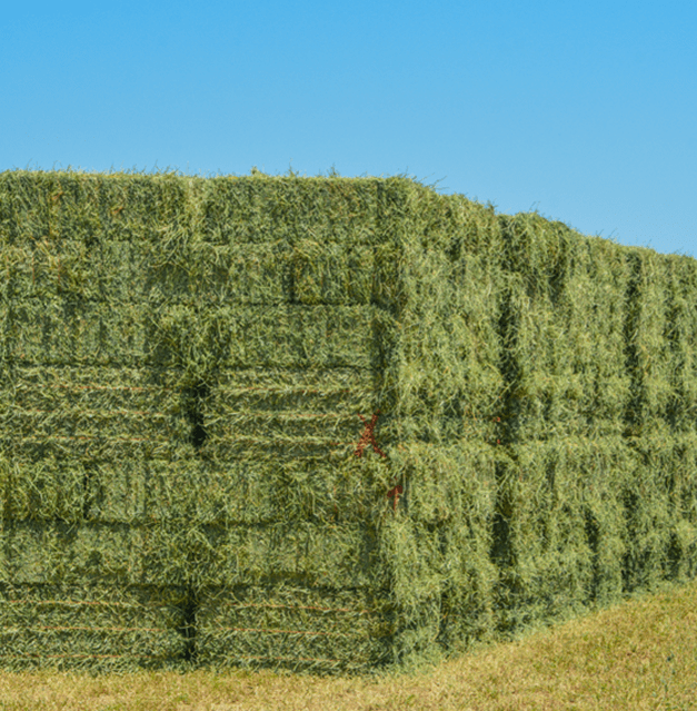 Alfalfa Hay Exporters