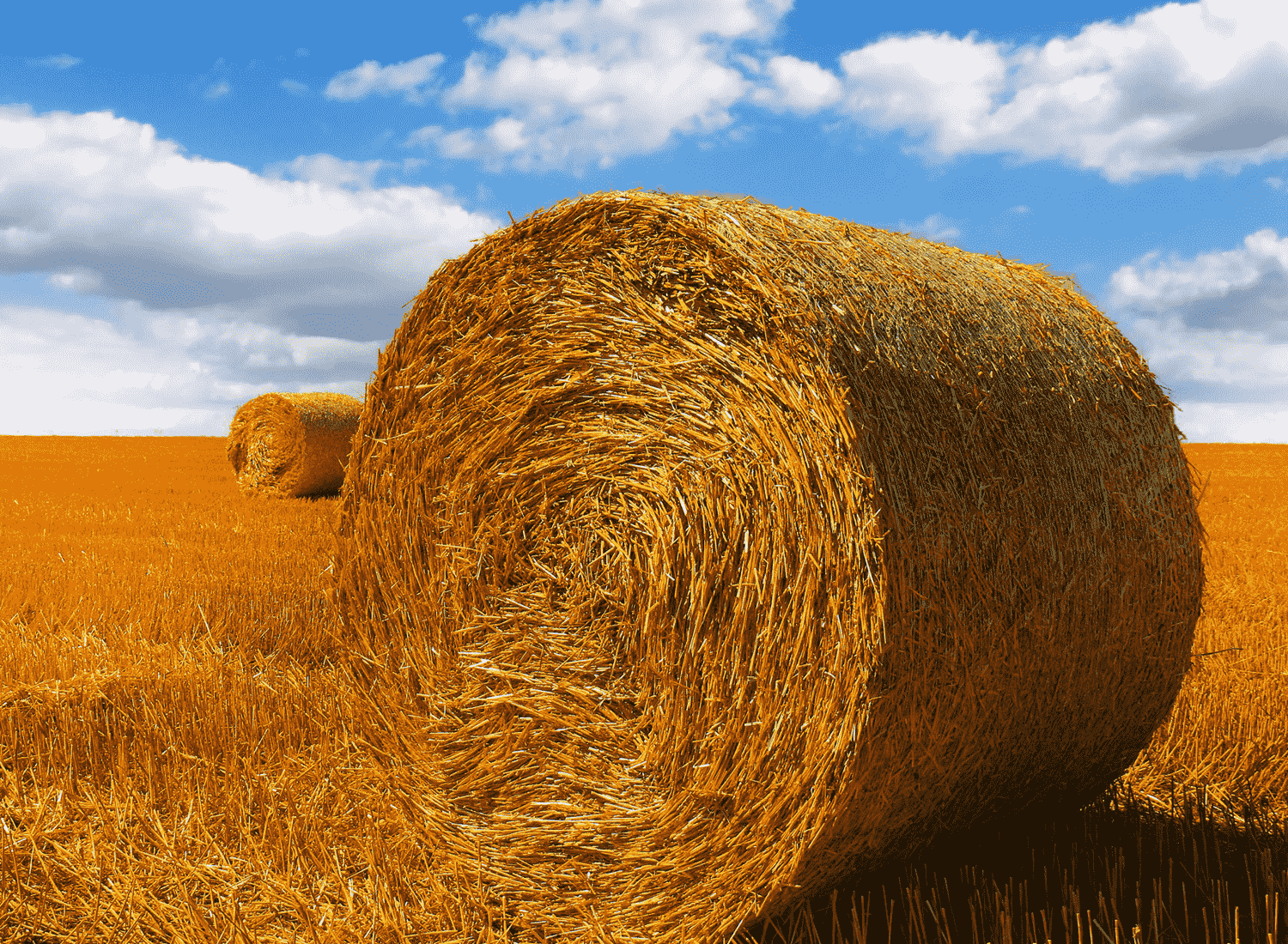 Wheat waste suppliers