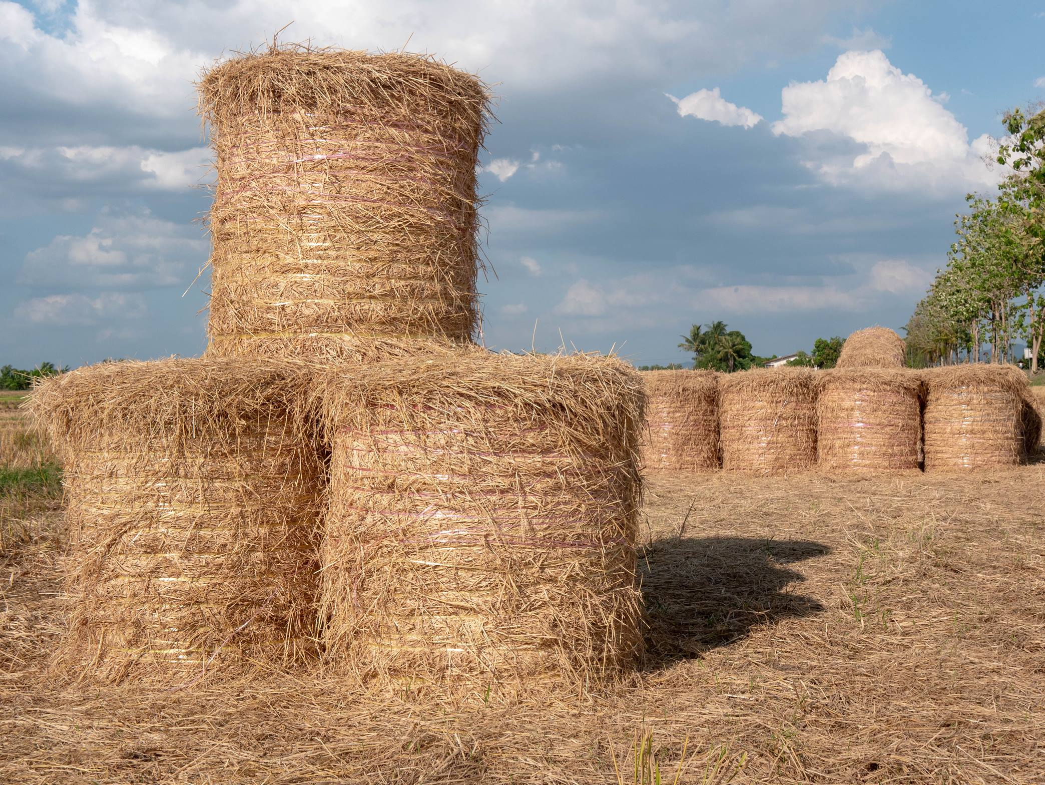 CHICKPEAS STRAW