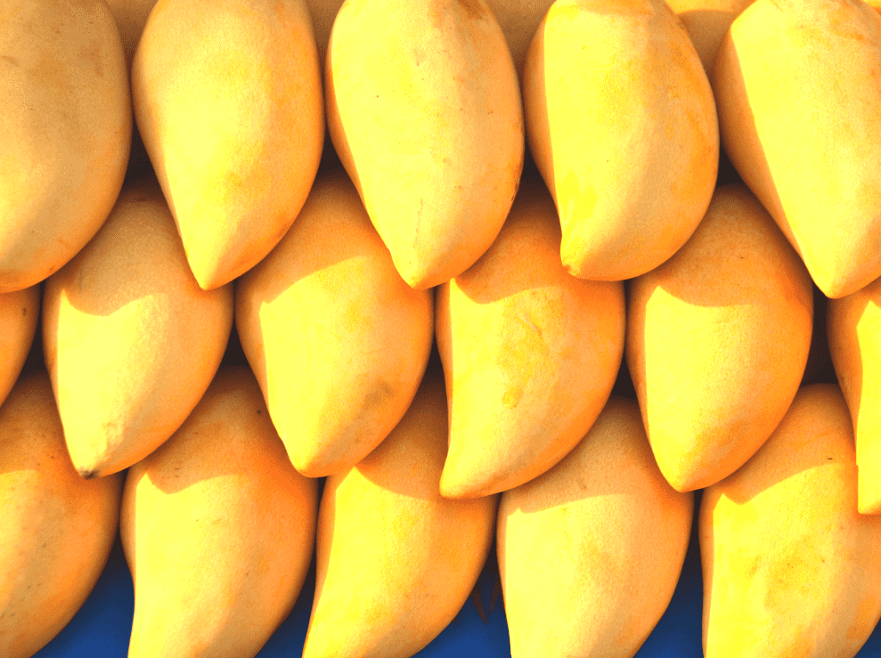 Mango PACKAGING & EXPORT