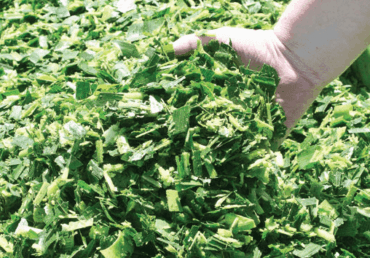 How to Distinguish Between Cattle Corn and Regular Corn?