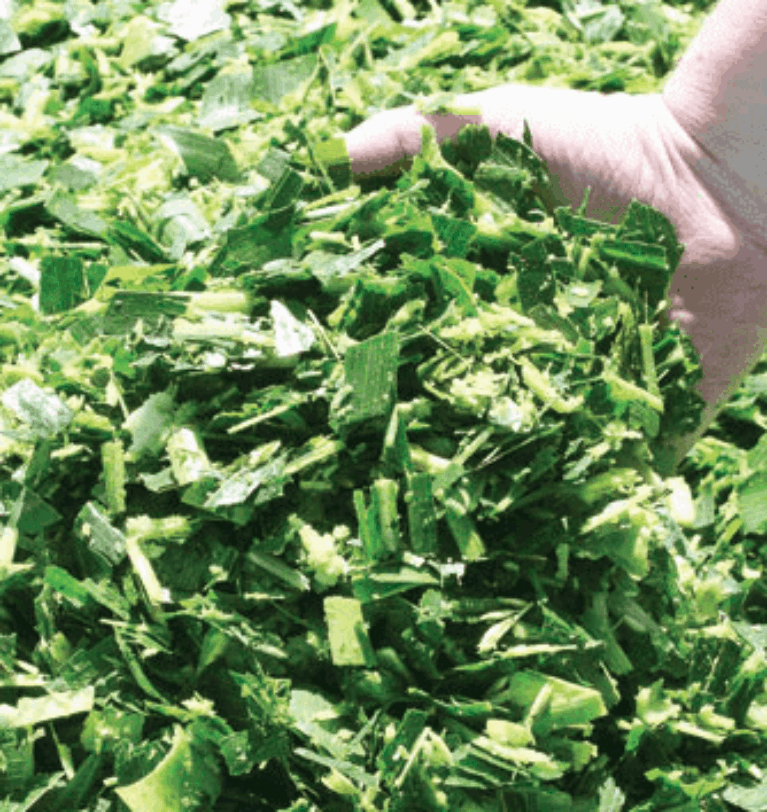 How to Distinguish Between Cattle Corn and Regular Corn?