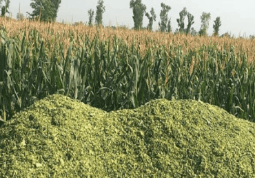 All You Should Know for Corn Silage- Cultivation to Feeding for Farmers