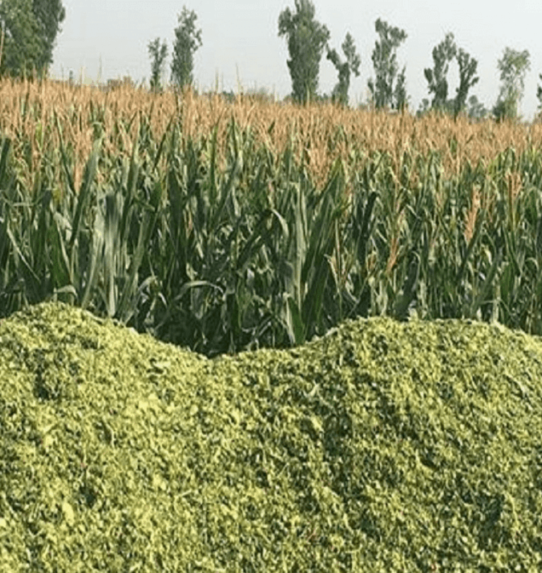 All You Should Know for Corn Silage- Cultivation to Feeding for Farmers