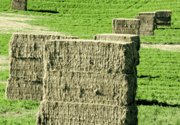 Rhodes Grass Hay Yield Per Acre: A Complete Guide for Farmers
