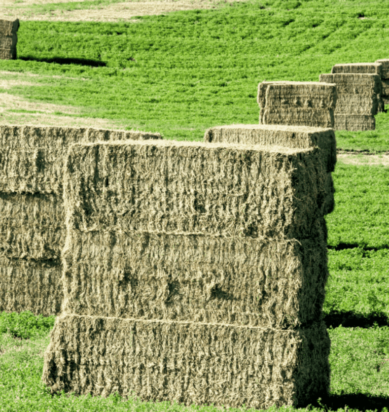 Rhodes Grass Hay Yield Per Acre: A Complete Guide for Farmers