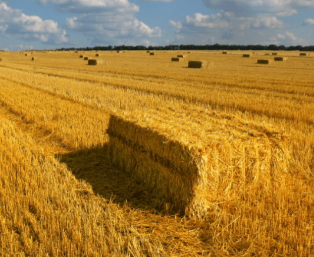 wheat straw suppliers Pakistan