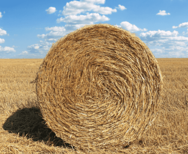 enrichment-of-wheat-straw-saremco-international