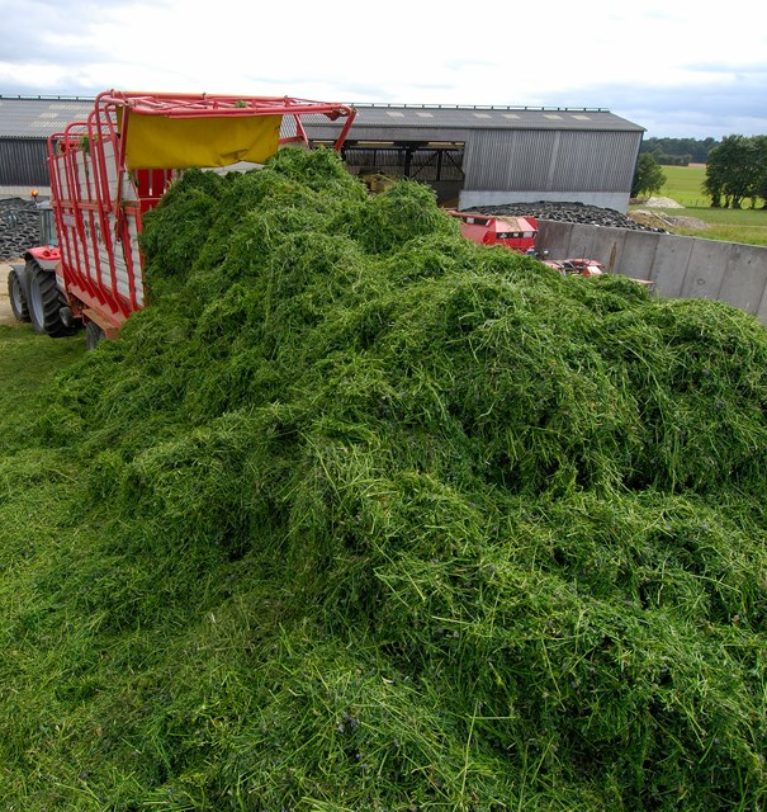 How to Export Alfalfa Hay from Pakistan?