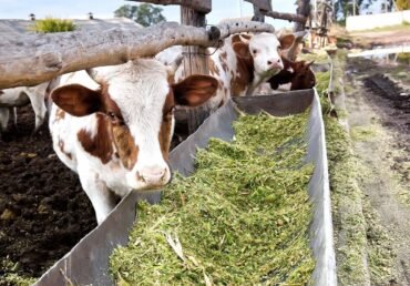 Best Type of Corn for Feeding Cows