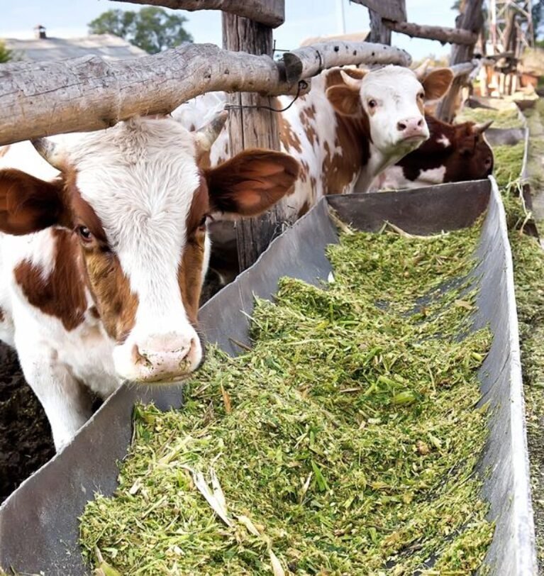 Best Type of Corn for Feeding Cows