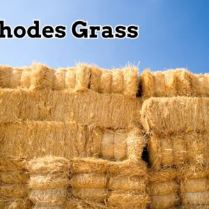 Rhodes Grass