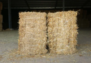 Home 16 Rice Straw Uses: 100% Reliable Solutions from an Agricultural Byproduct