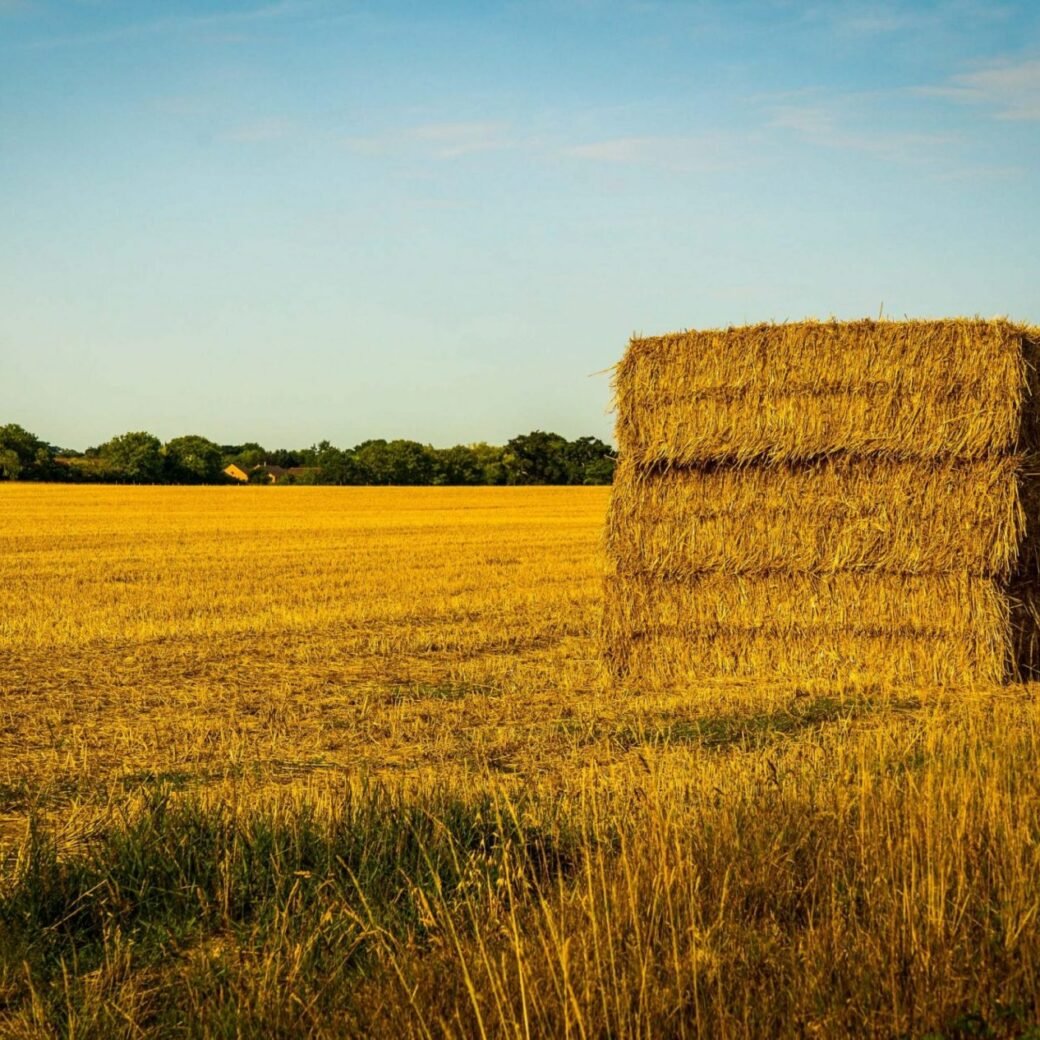 Rhodeds Ruce Rhodes Grass - Saremco International