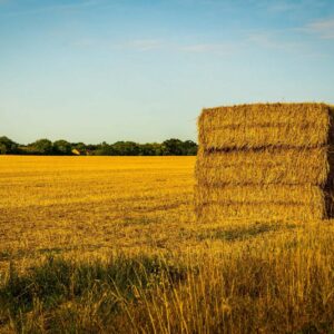 Top-Quality Rice Straw Hay for Export