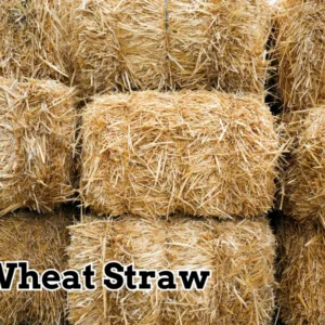 Wheat Straw