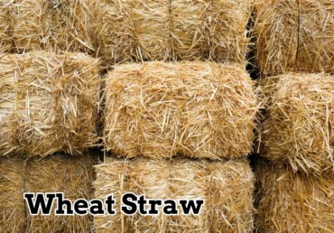 What is Wheat Straw: Definition, Types, and Uses