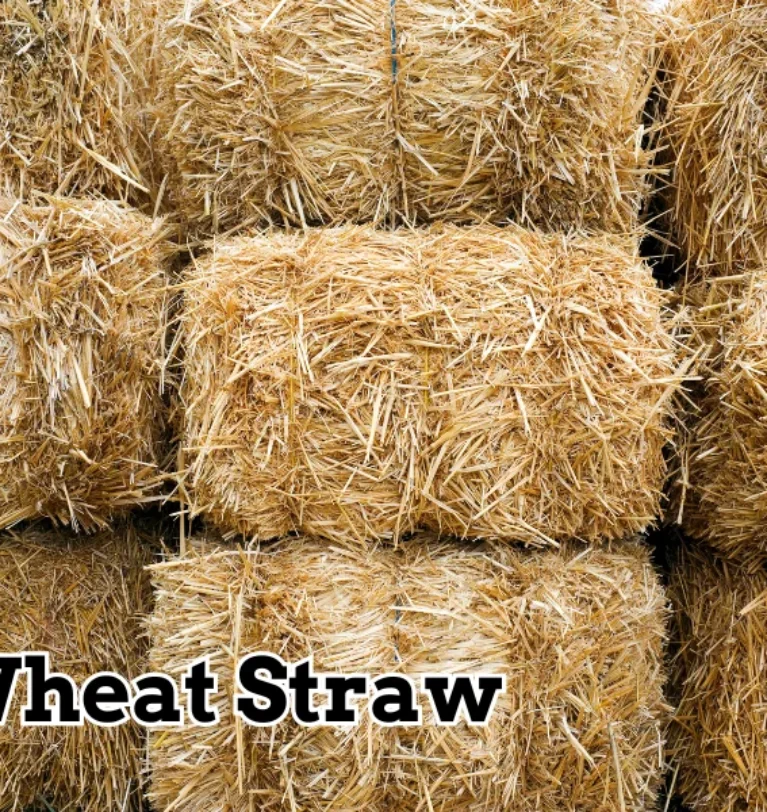 What is Wheat Straw: Definition, Types, and Uses
