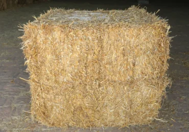 Wheat Hay vs Grass Hay – A Complete & Precise Guide