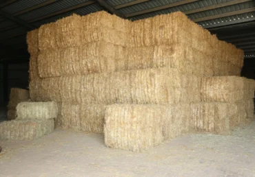 Wheat Straw Calorific Value and Its Importance in Energy Production