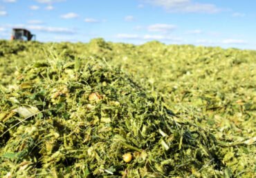 Know the Difference in Silage Corn and Regular Corn