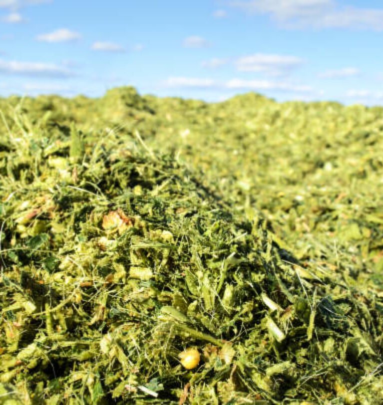 Know the Difference in Silage Corn and Regular Corn