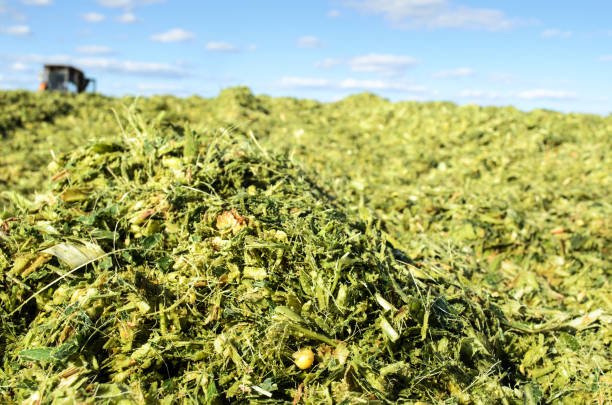 Corn Silage