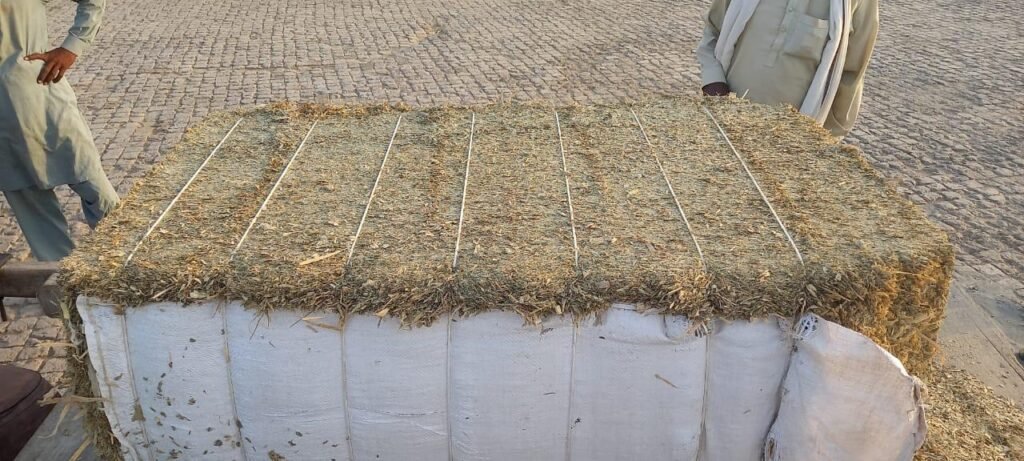 Maize Silage Export from Pakistan 1 Maize Silage Export from Pakistan