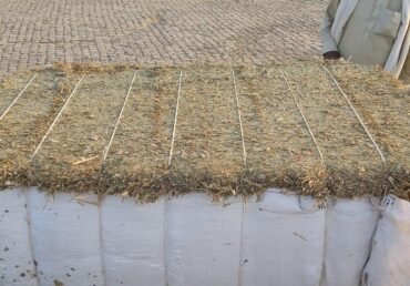 Home 18 Maize Silage Yield Per Hectare: A Complete Guide for Farmers