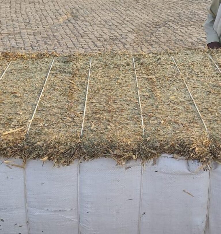Maize Silage Export from Pakistan