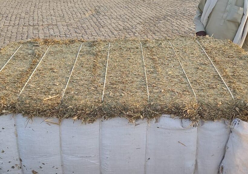 Maize Silage Export from Pakistan