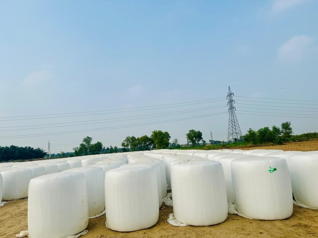 Maize Silage Packing