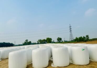 Home 19 Maize Silage Protein Content: Importance for Dairy