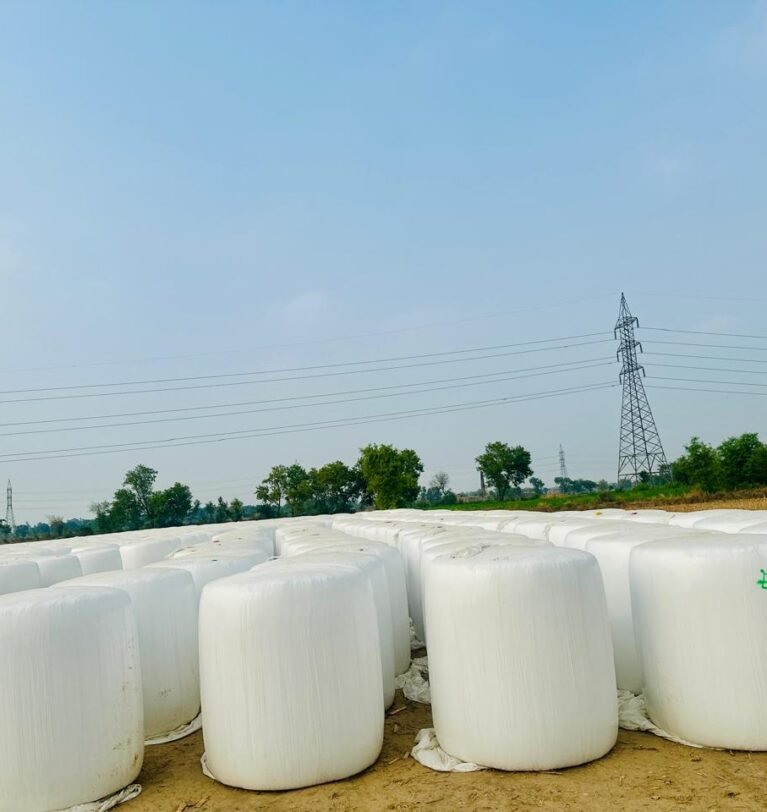 Maize Silage Protein Content: Importance for Dairy