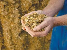 Maize Silage for Livestock in Pakistan
