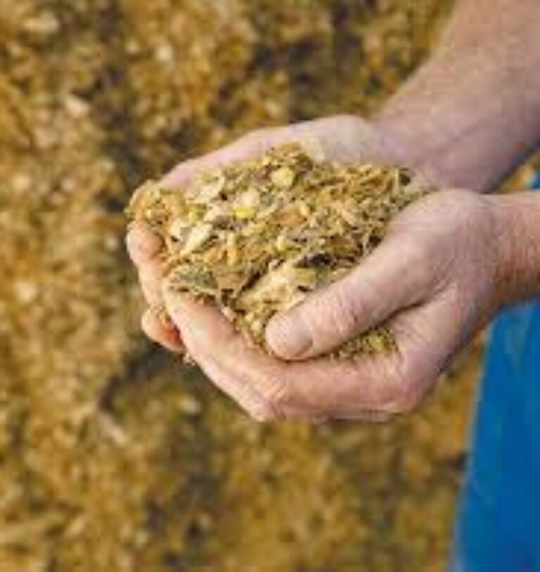 The Growing Role of Maize Silage in Pakistan’s Dairy Sector