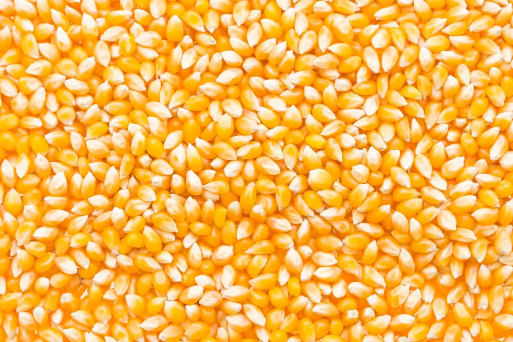 Maize Grain